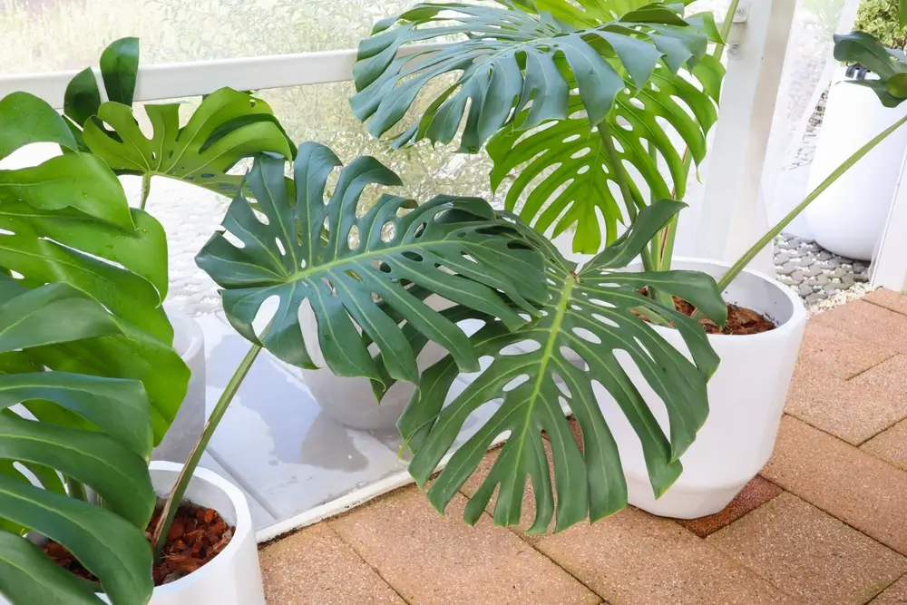 Monstera plant