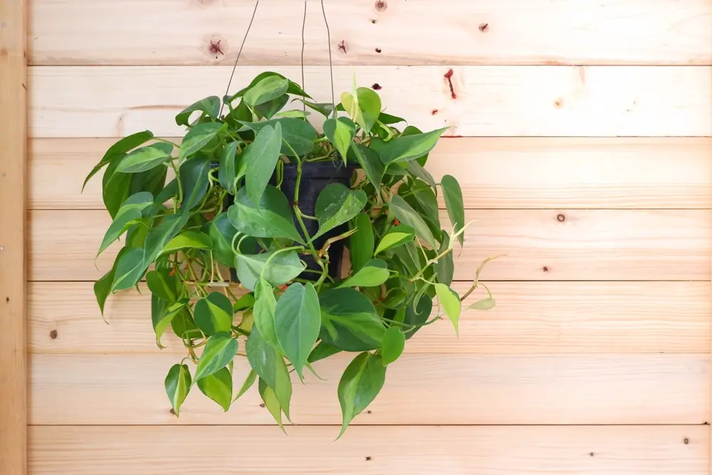 Philodendron Care Guide